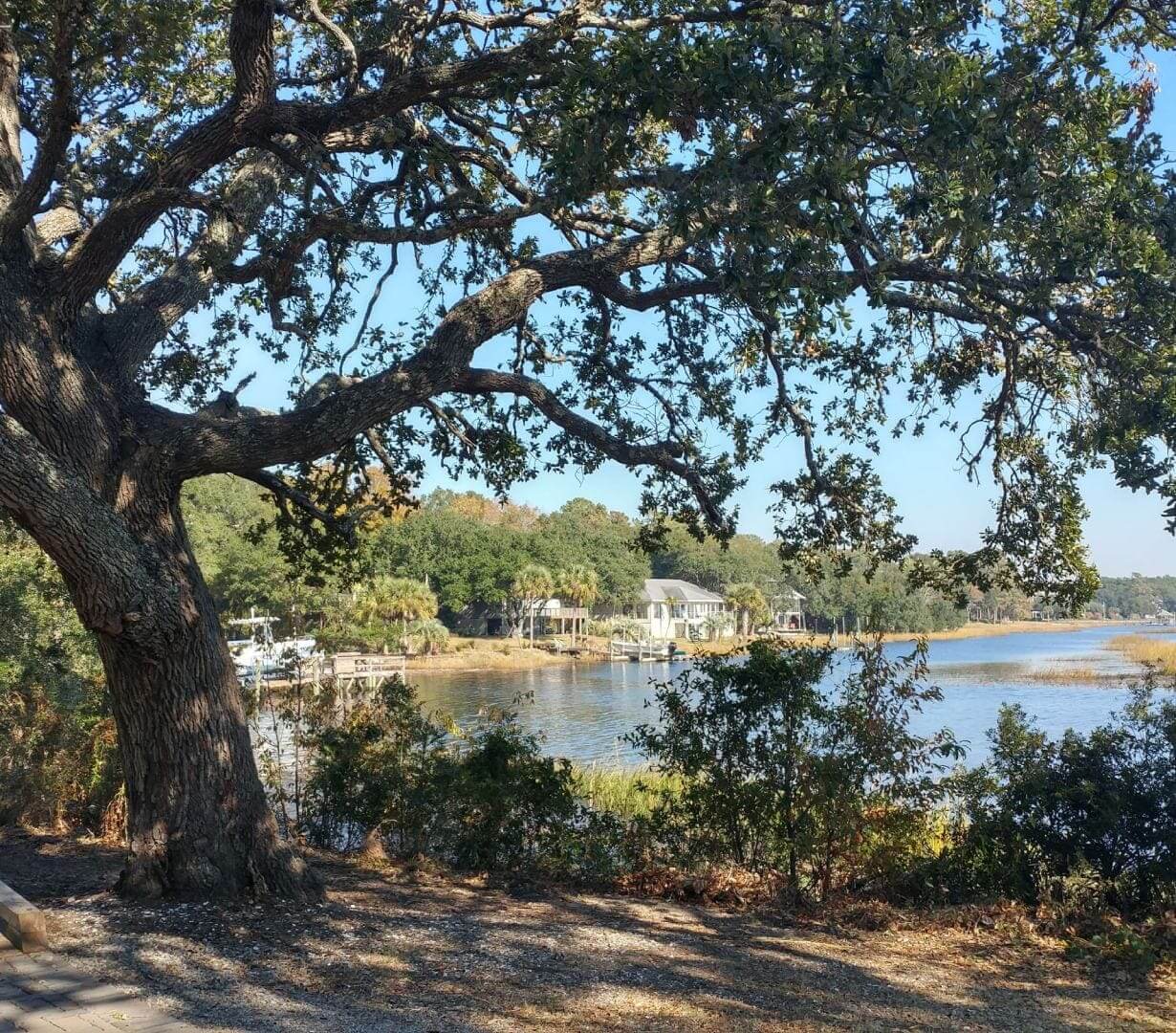 A tree in the foreground with a lake and trees behind it.